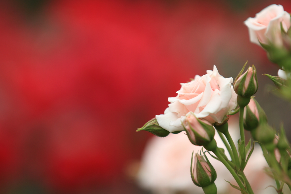 薔薇　（１）