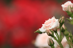 薔薇　（１）