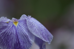 花菖蒲　（７）