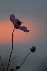 秋桜　- 夕日と蜂 -