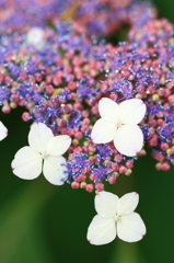 花便り　- 額紫陽花の戦略 -