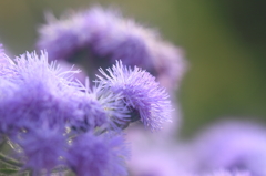 花便り　- ブルーのパウダーパフ -