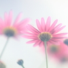 花便り　- 木春菊のうなじ -