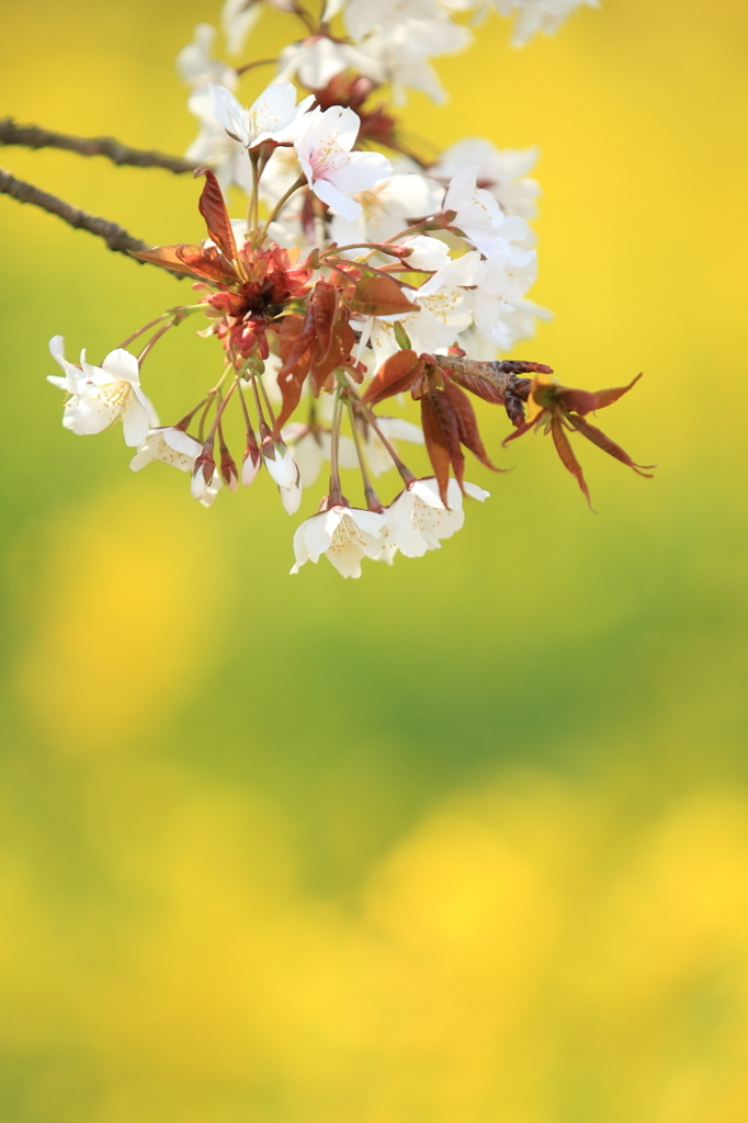 桜　- 山桜葉 -