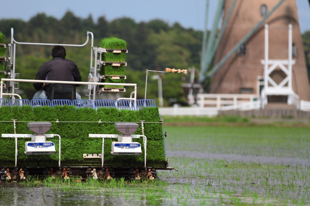 印旛沼・風車　- 田植えの季節 -
