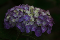 花便り　- 麗しき青紫 -