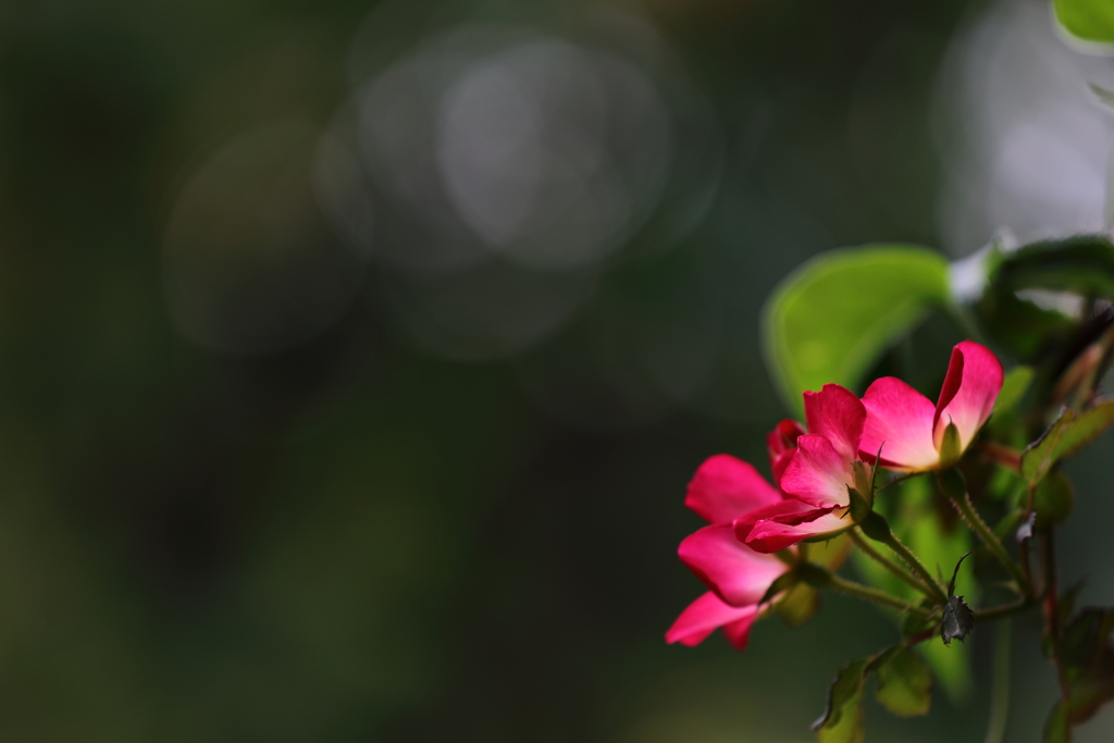 花便り　- 秋カクテルの出迎え -