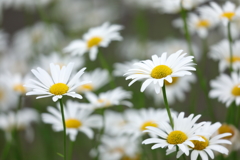 花便り　- 初夏の白と緑 Ⅰ -