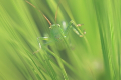 生き物写真館　- 麦の中のかくれんぼ -