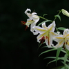 花便り　- 視嗅覚での楽しみ -