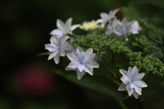 花便り　- 墨田の花火 -