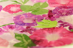 花便り　- 水盤の華やぎ -