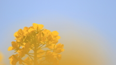 花便り　- 青と黄の融合 -