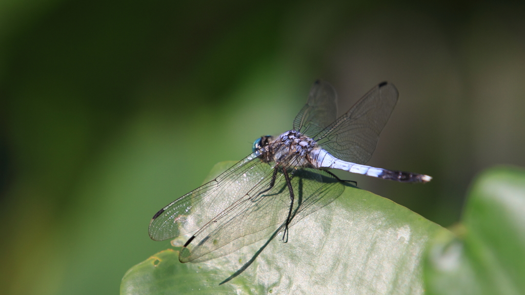 生き物写真館　- 翅の輝き -