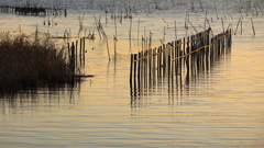 印旛沼・朝景　- 伝統漁の面影 -