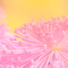 花便り　- 端整な筒花 -