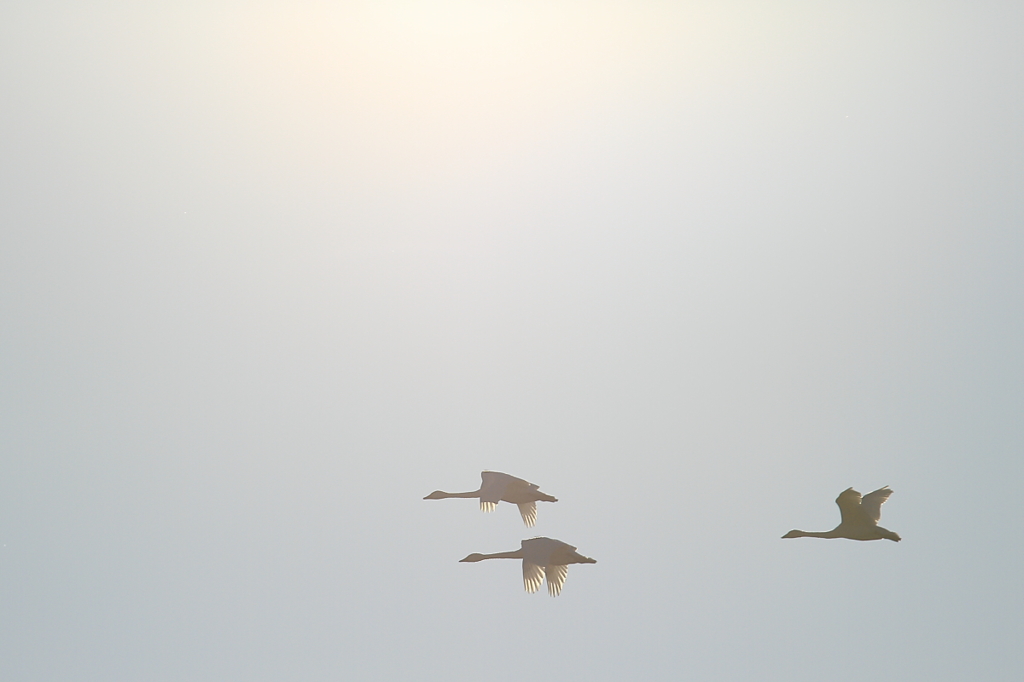 白鳥の郷　- 未来へ羽ばたく -