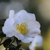 花便り　- 銀月 -