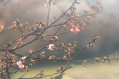 花便り　- 春の目覚め -