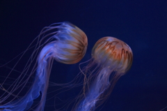 生き物写真館　- アカクラゲの舞・デュエット -