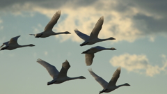 白鳥の郷　- 優美な飛翔集団 -