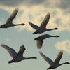 白鳥の郷　- 優美な飛翔集団 -