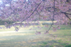 花便り　- 春霞の午後 -