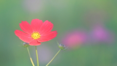 花便り　- 赤の優しさ -