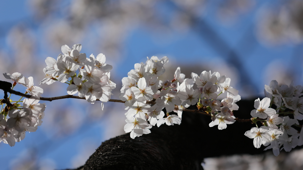 花便り　- 青空の下の染井吉野 -