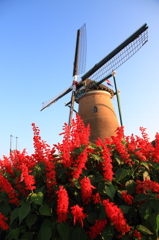印旛沼・風車　- 緋色の花と -