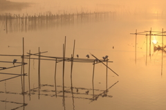 生き物写真館　- 金色の水辺の白鷺-