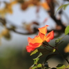 花便り　- バラ園のプレイボーイ -