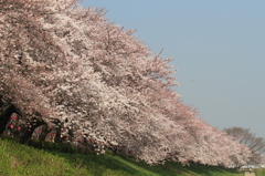 花便り　- 桜花堤に咲く -
