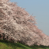 花便り　- 桜花堤に咲く -