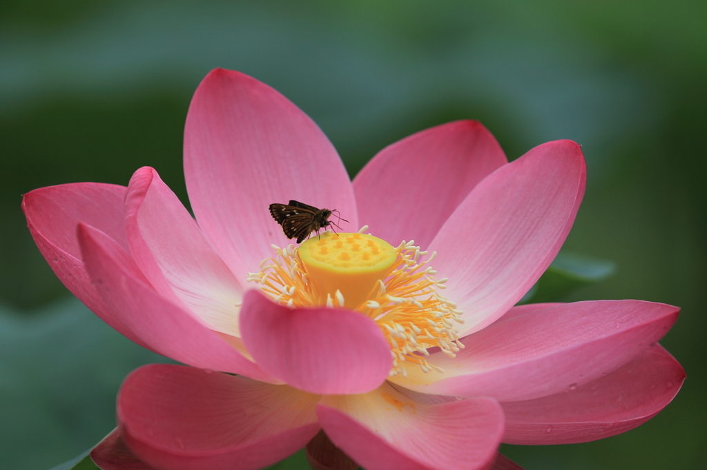 生き物写真館　- 花托の上で一休み -