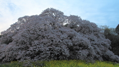 花便り　- 吉高の大桜 -