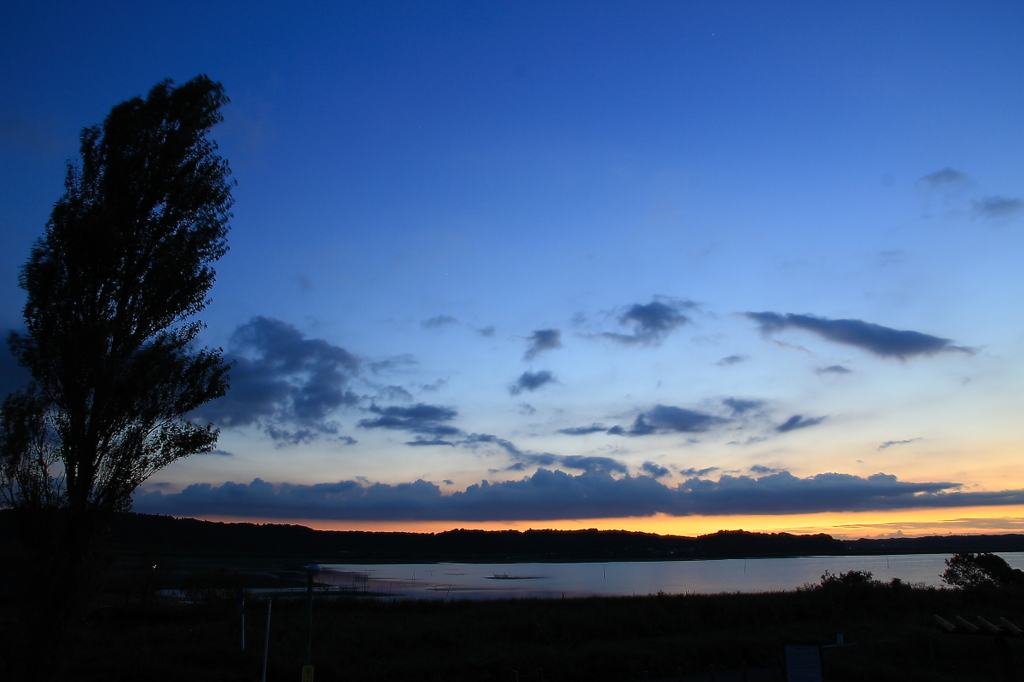 印旛沼・夕景　- 沼畔の大樹 -