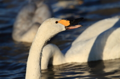 白鳥の郷　- くちばし -