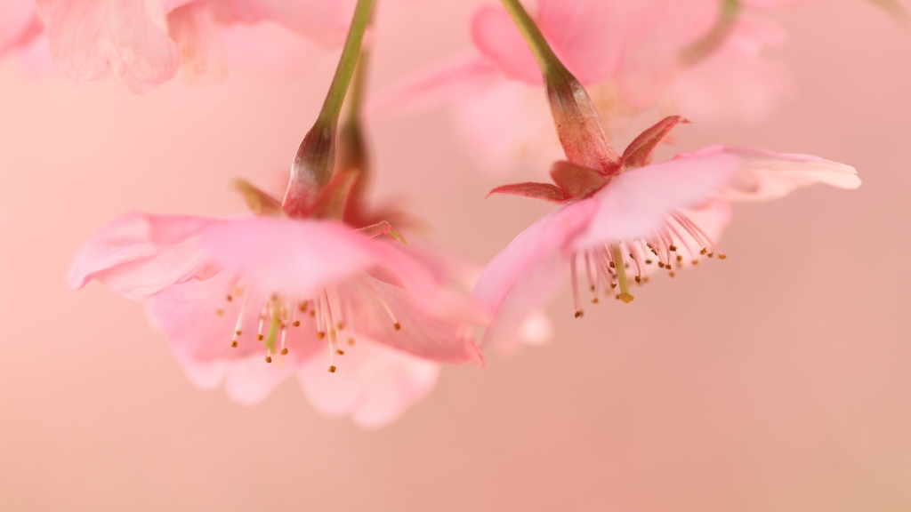 花便り　- 春霞の桜狩り -