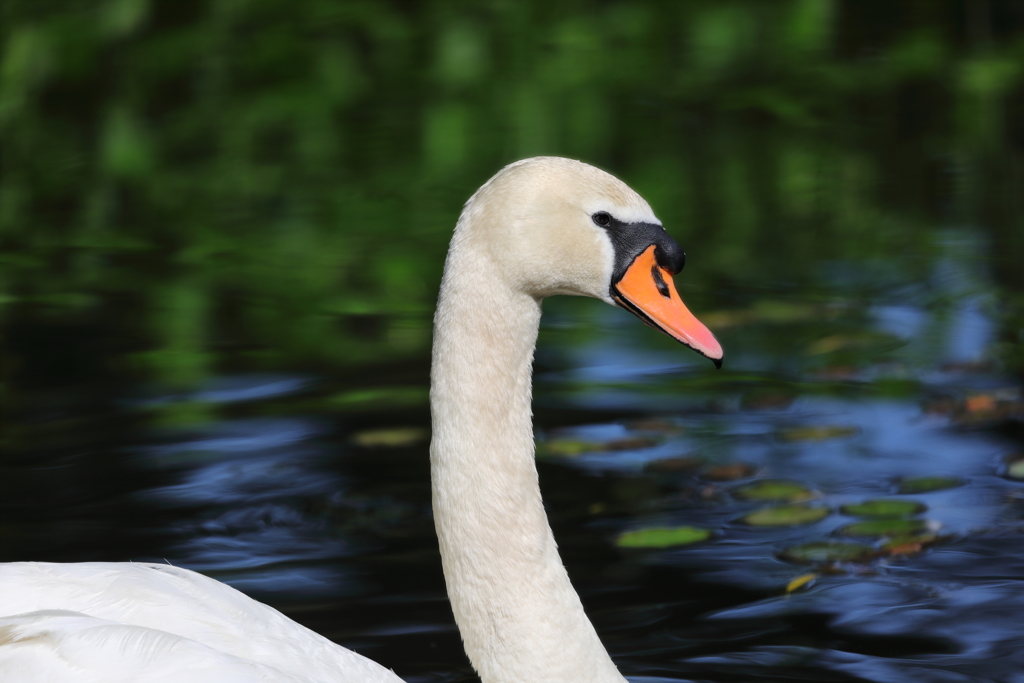 生き物写真館　- 優し気な瞳 -