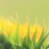 花便り　- 花びらを守って -