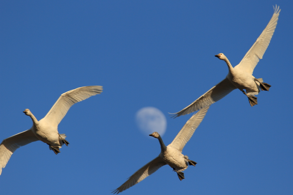 白鳥の郷　- 月と白鳥 -