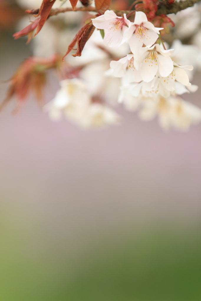 桜　- パステルカラーに見守られ -