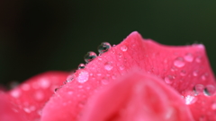 花便り　- 水滴の小宇宙・ピンクピース -