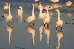 白鳥の郷　- それぞれの寛ぎ -