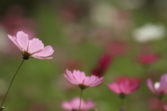 秋桜　- 連続性 -