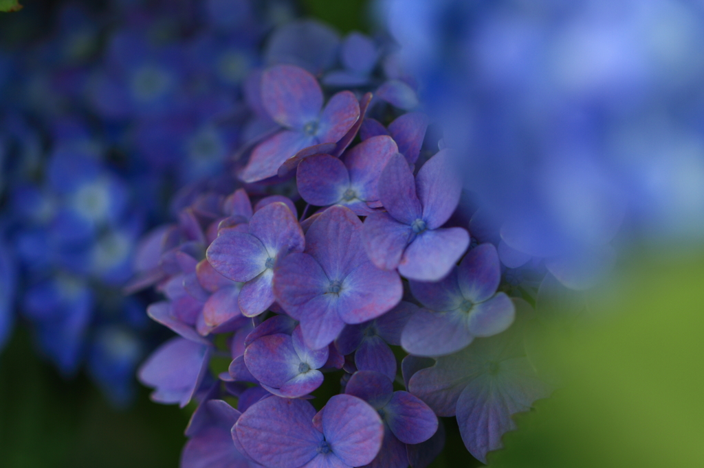 三つの紫陽花