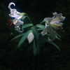 花便り　- 木洩れ陽の山百合 -