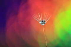 花便り　- 虹色の中の綿毛 -