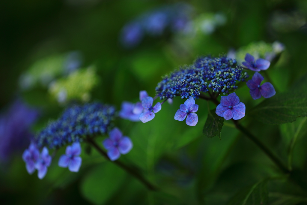 花便り　- 謙虚 -